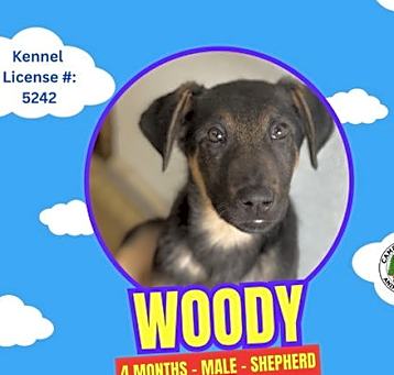 Photo of Woody