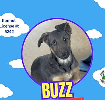 Photo of Buzz