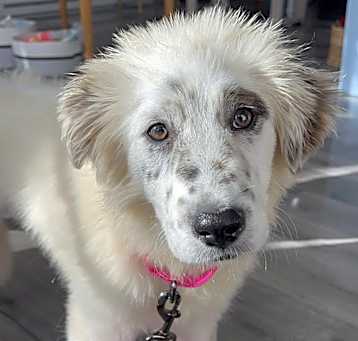Photo of Neska