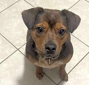Photo of Bailey