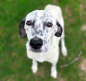 Photo of Speckles JuM