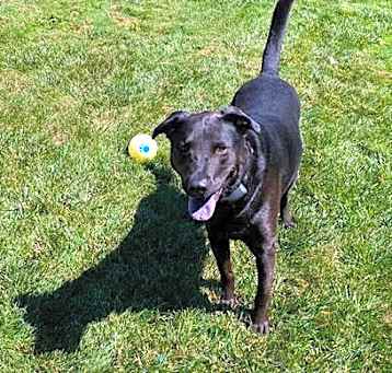 Photo of Onyx(Malik) in Foster