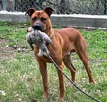 Photo of Brownie