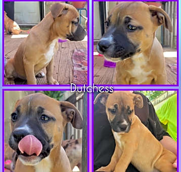 Photo of Dutches