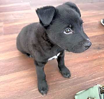 Photo of Binks