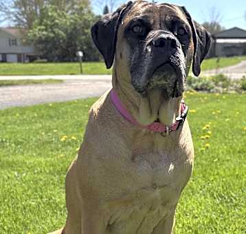 Photo of Sadie