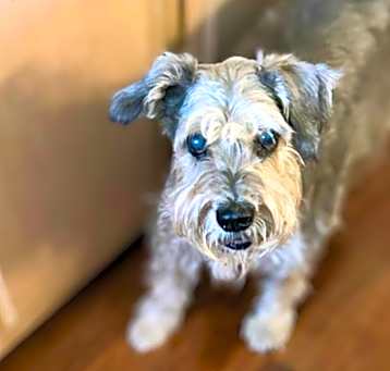 Photo of Winston