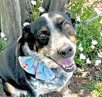 Photo of Grover