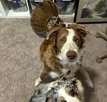 Photo of Bodhi