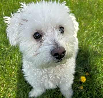 Photo of Milo