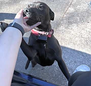 Photo of Bentley