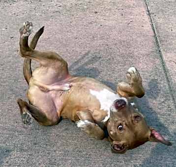 Photo of Bulgari (EUTHANASIA IN 4 DAYS)