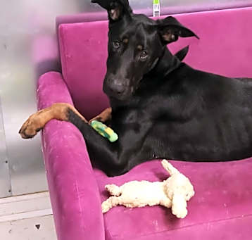 Photo of Max
