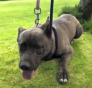 Photo of DANTE
