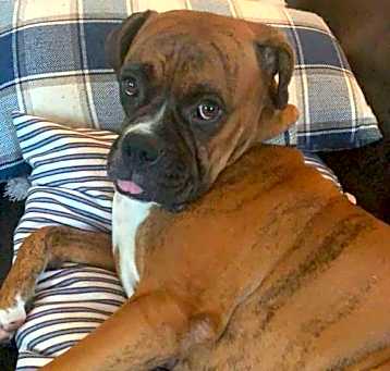 Photo of Bella  **URGENT**