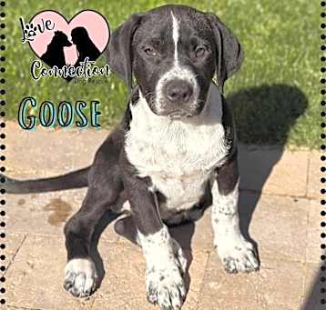 Photo of Goose