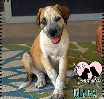 Photo of Wren