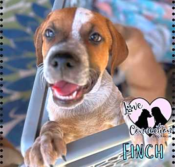Photo of Finch