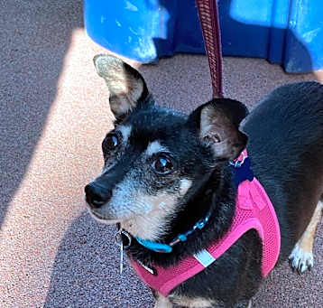 Photo of Tiki