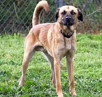 Photo of Fido