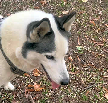 Photo of Dakota