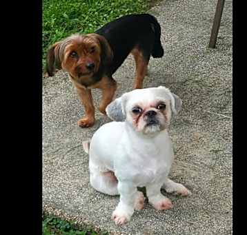 Photo of Rocco