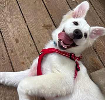 Photo of Ralphie aka Alfie