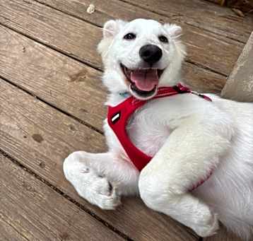 Photo of Alfie