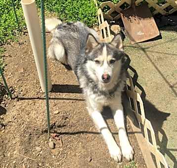 Photo of Lucky