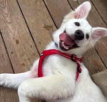 Photo of Ralphie aka Alfie