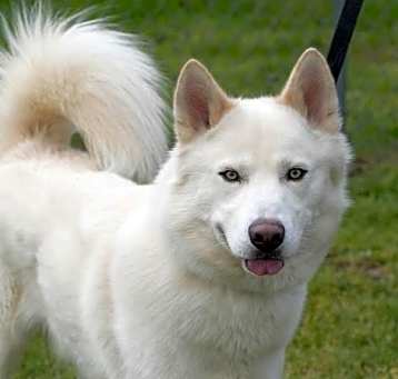 Photo of Chief