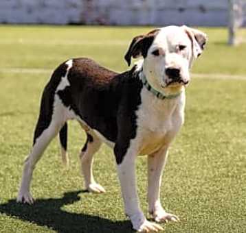 Photo of Toby