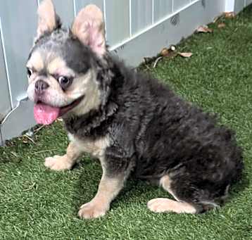 Photo of Neiman- Curly Flluffy