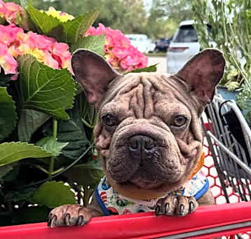 Photo of Charlie- velvet