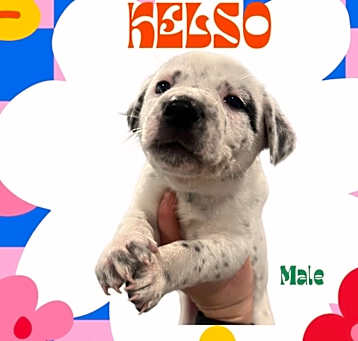 Photo of Kelso