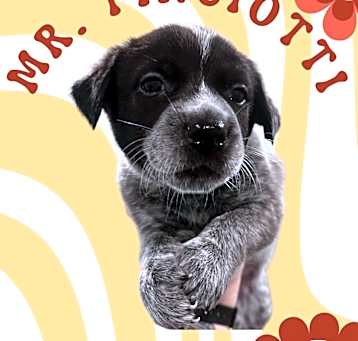 Photo of Mr. Pinciotti