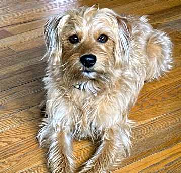 Photo of Beau. ADOPTED
