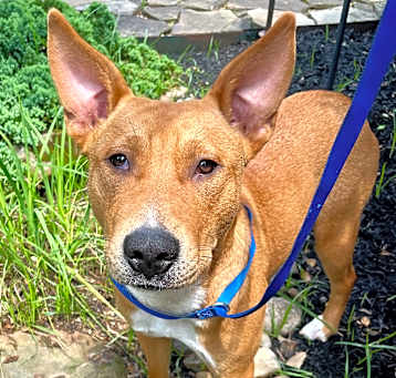 Photo of Skippy