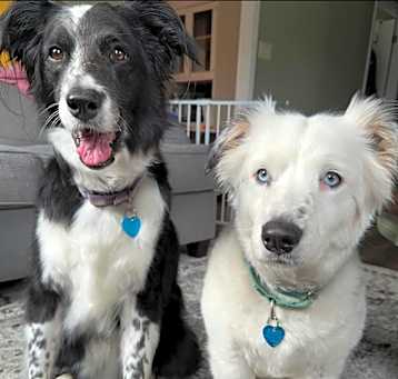 Photo of Starburst and Ariel