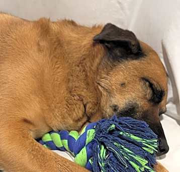 Photo of Rufus