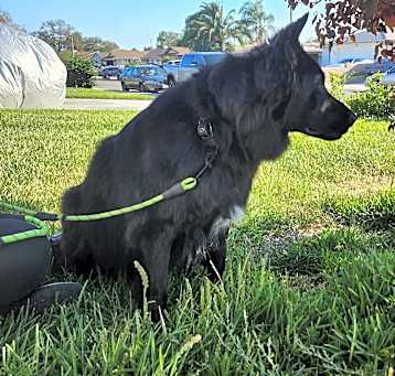 Photo of Bruno