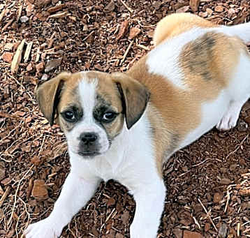 Photo of Rosey