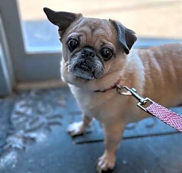 Photo of Bella