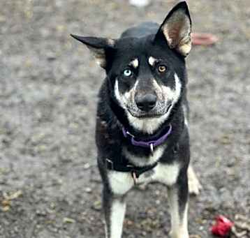 Photo of Shayla