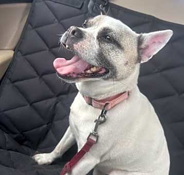 Photo of Poppy (25-055 D)