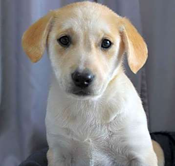 Photo of Strawberry (FOSTERED LOCALLY)
