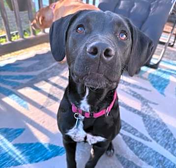 Photo of Macy (LOCALLY FOSTERED)