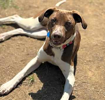 Photo of Ruth (FOSTERED LOCALLY)