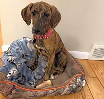 Photo of Ally (LOCALLY FOSTERED)