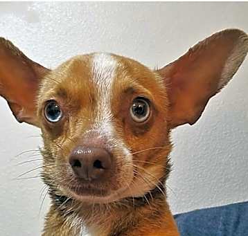 Photo of Churrito